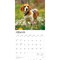Beagles | 2026 12 x 24 Inch (Hanging) Monthly Square Wall Calendar | Plastic-Free